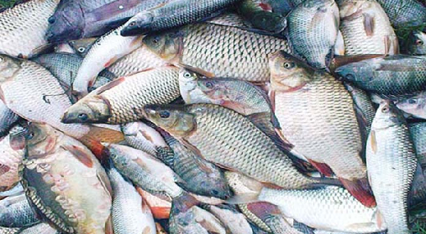 মাছ উৎপাদন ও বাজারজাতকরণে সার্বিক সহযোগিতা করবে সরকার : মৎস্যমন্ত্রী